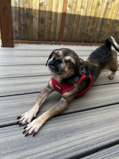 TinyTim (2)