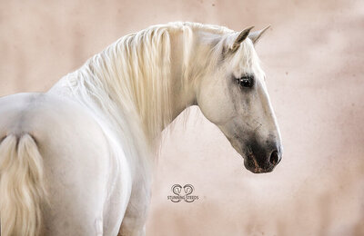 PRE andalusian stallion