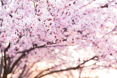 Arizona Spring cherry blossoms