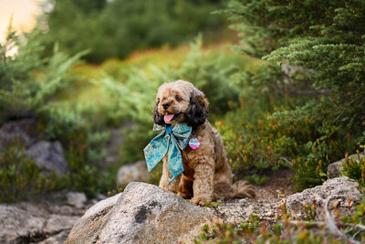 Heavenly Puppies to Love Cavapoo, Cockapoo, and Maltipoo Puppies Photo Sep 01 2025, 7 02 17 PM38