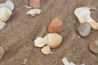 seashells on the beach of florida
