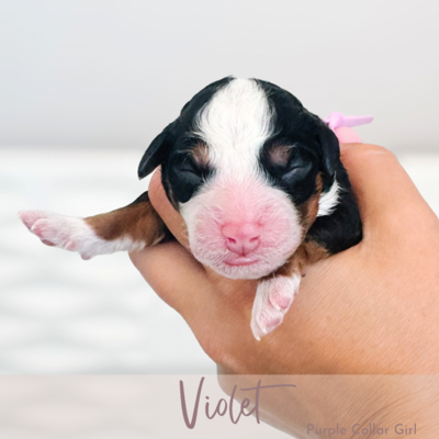 Violet