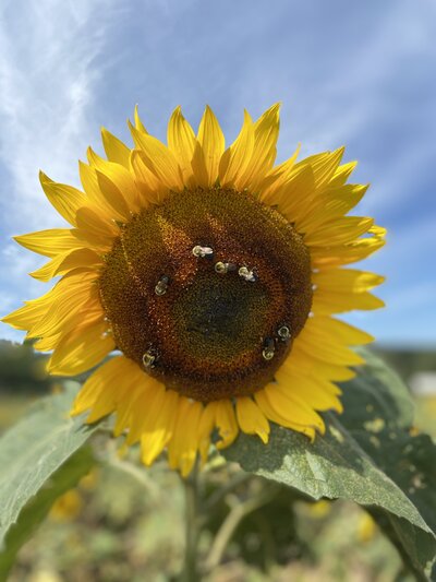photo of sunflower and bees