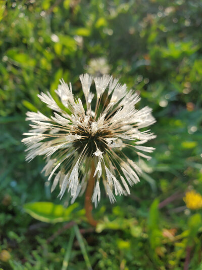 Jen Burghart Reiki 0010507_073647