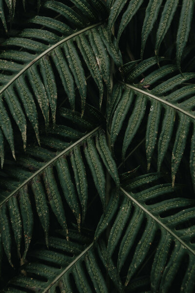 Vibrant tropical green leaves, symbolizing natural wellness, growth, and a connection to nature.