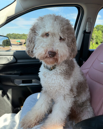 Multicolor Cockapoo Laying on Couch