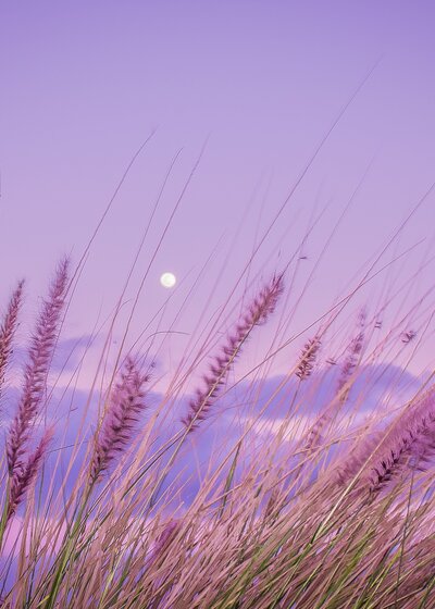 purple lavender shoots against a purple sky with the moon out for move editing socialfizz