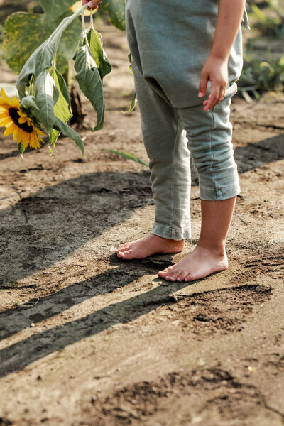 Golden hour portrait of barefoot toddler with sunflower by Noblesville family photographer