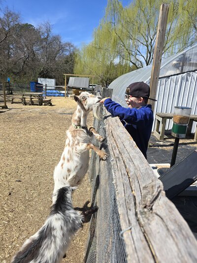 Kid smiling while feeding a goat standing on a fence enjoying a snack at the lavender farm