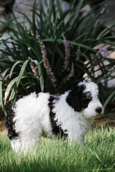 austin texas bernedoodle puppies for sale 