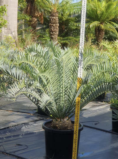 BLUE CYCAD 'SPINELESS FORM' Encephalartos trispinosus