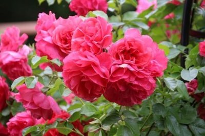 rose_mensia-461x307