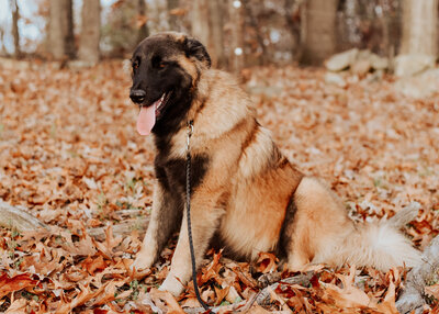 Estrela Mountain Dog by the lake