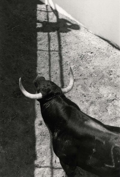 bullfighting80