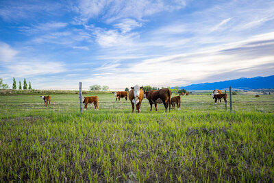 Scenic view of cattle grazing in a wide-open Montana pasture beneath a dramatic sky, captured by Joseph Mayden for his landscape and wildlife print collection.