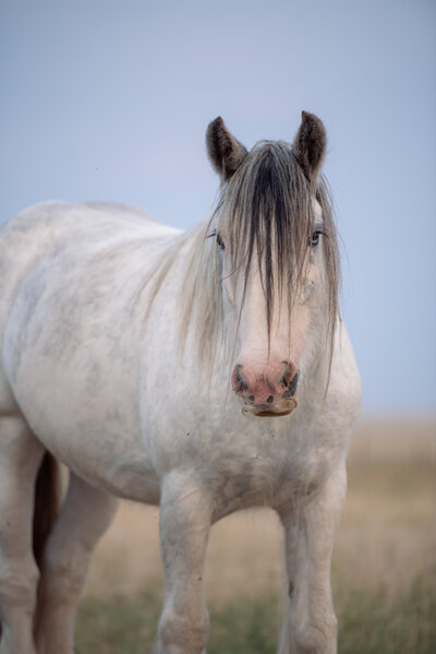 Sweetheart is a high quality Gypsy cob