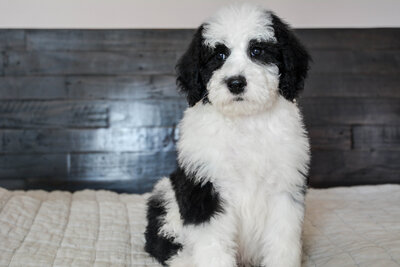 Available Mini and micro Sheepadoodle Puppies