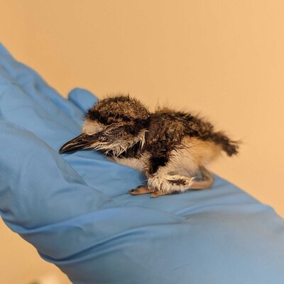 Killdeer baby