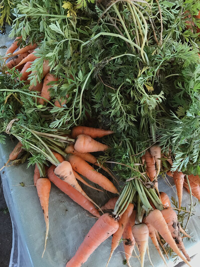 Freshly picked carrots in a bin 