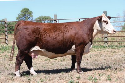 Hereford donor cow Miss Leveling