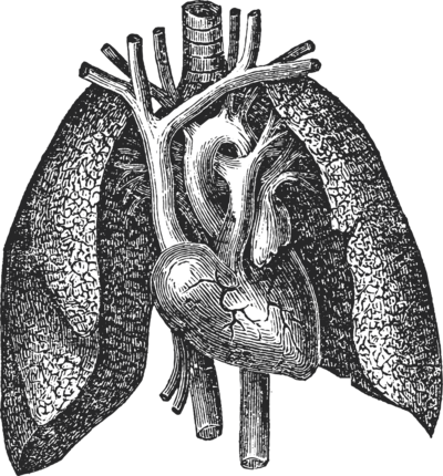 Gray intricate, vintage-style heart illustration