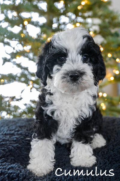 Available Mini and micro Sheepadoodle Puppies