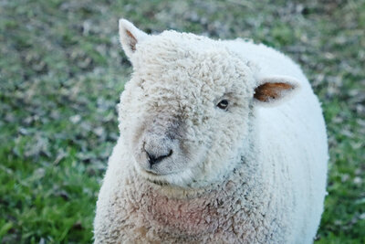 Sheep2