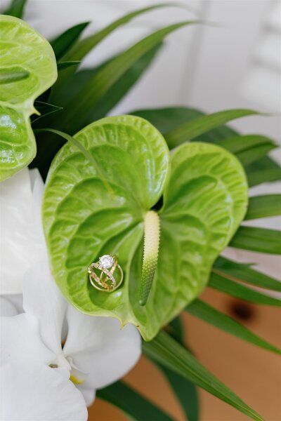 Wedding rings in the middle of a green leaf 