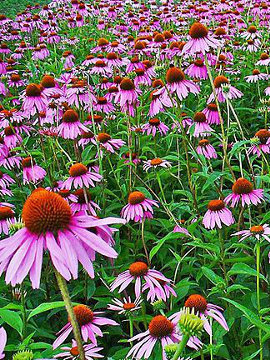 Echinacea_purpurea-m