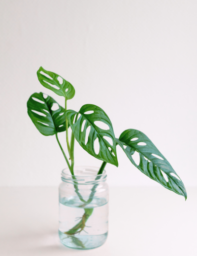 monstera adansonii propogating in a glass jar of water
