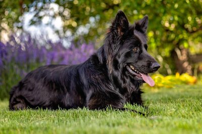 Anja