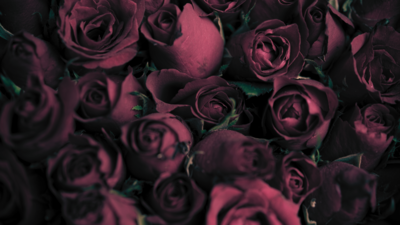 a closeup shot of a bouquet of ref roses