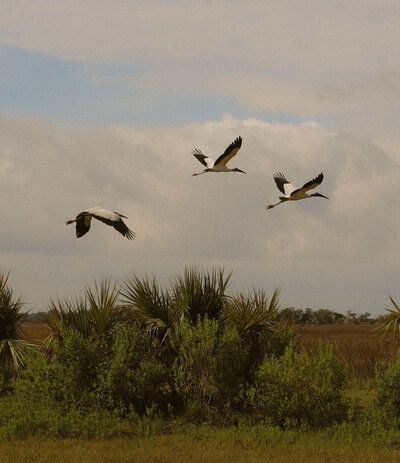 Three cranes can be seen flying with the sky in the background