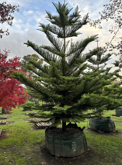 NORFOLK ISLAND PINE Araucaria heterophylla