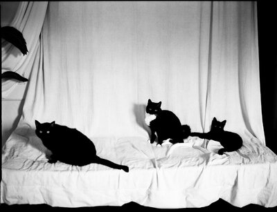 Black and white film portrait of the three Castillo Holliday cats sitting on a fabric-draped surface — the beloved behind-the-scenes companions of the film wedding photographer
