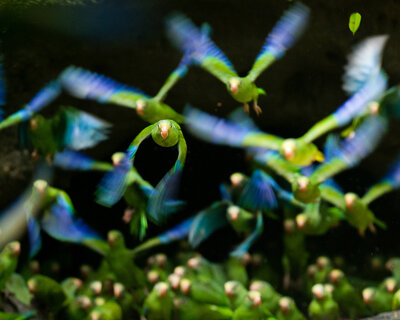 RYALE_Napo_D2-379