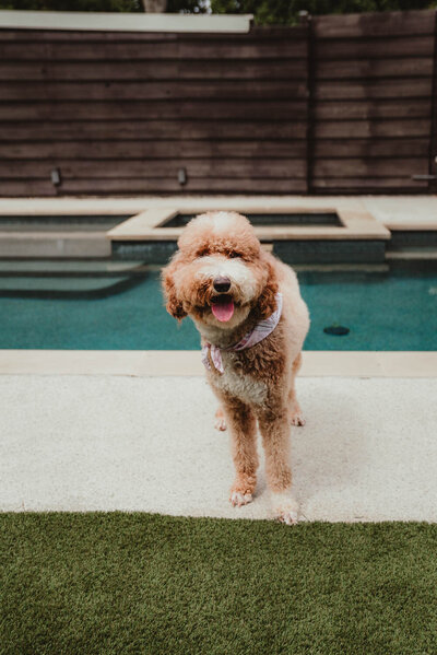 Small AKC Standard Poodle standing in wooded area