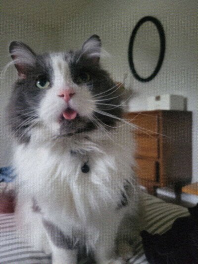 Misto the fluffy gray and white cat, sticking his tongue out with an adorable expression.