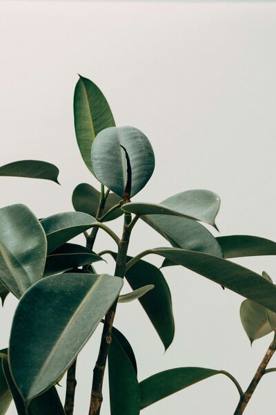 Green Plant