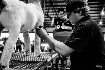 Guy fitting goat for show