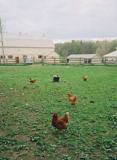 Cruickston Park Wedding on Film - Lance Photography 69