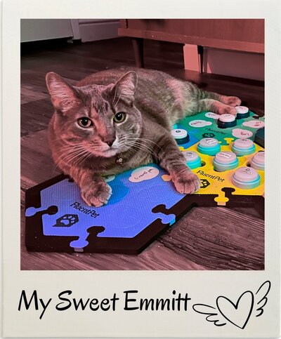 Emmitt, my cat resting on his  FluentPet button board, framed in a Polaroid photo labeled 'My Sweet Emmitt' with a heart and wings.