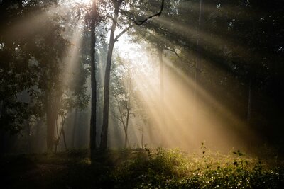 Light shining through trees