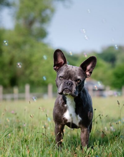 Dog standing in a field with bubbles
