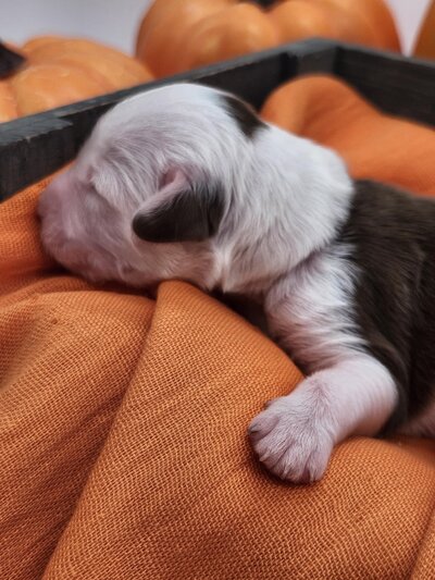 58a6ec03-4afe-4c35-a17c-84408f959008