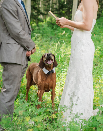 lqbtq safe elopement in Colorado