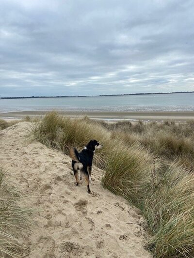 Bailey op strand
