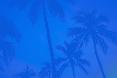 Cobalt blue palm tree background in the hero section of Xanthe Bookkeeping’s homepage.