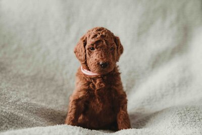 Red and Apricot Abstract Poodle-7