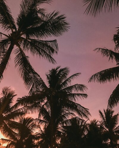 palm trees against sky